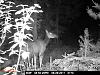 Game Camera-pict0170.jpg