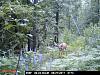 Game Camera-pict0173.jpg