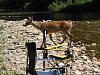 Getting ready to go camping-deer-1.jpg