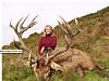 Game Camera-red-stag-new-zealand.jpg