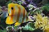 You wallpapers I want them-fish.jpg