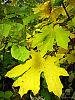 Fall pictures-2959337621_bb5a48c718_b.jpg