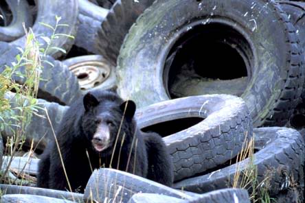 Name: Bear20Tires1.jpg
Views: 62
Size: 27.9 KB