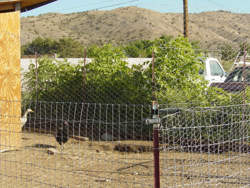 Name:  petsandgarden30May09002.jpg
Views: 33
Size:  341.3 KB