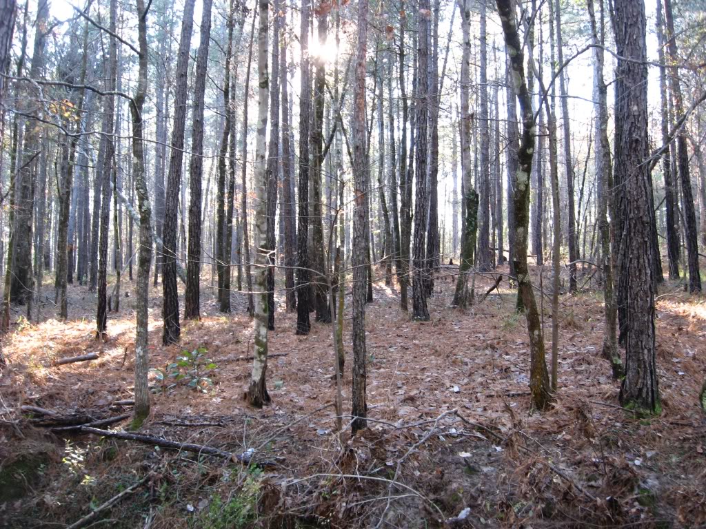 Name:  forest.jpg
Views: 32
Size:  299.9 KB