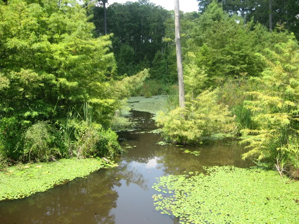 Name: swamp2.jpg
Views: 94
Size: 282.5 KB