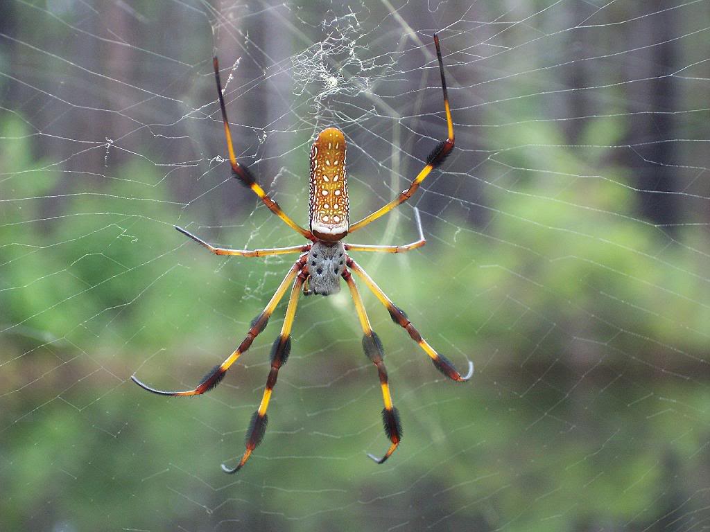 Name: spider.jpg
Views: 282
Size: 93.4 KB