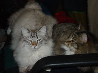 Name: 8Mar08008.jpg
Views: 14
Size: 10.4 KB