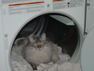 Name:  8Mar08020.jpg
Views: 16
Size:  11.3 KB