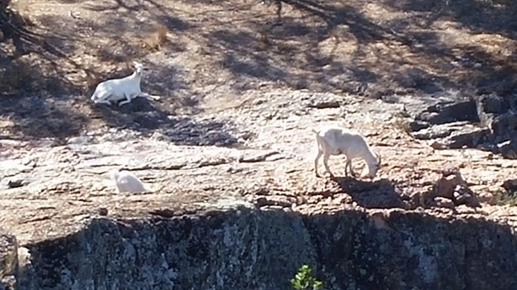 Name:  3%20goats_zpsrza9bkyn.jpg
Views: 140
Size:  160.1 KB