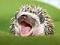 S0NIC's Avatar